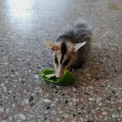 Didelphis albiventris