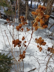 Spiraea alba latifolia