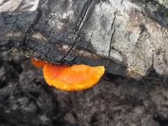 Trametes sanguinea