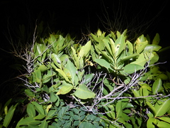 Welchiodendron longivalve