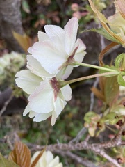 Prunus serrulata