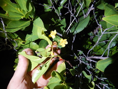 Welchiodendron longivalve