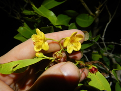 Welchiodendron longivalve