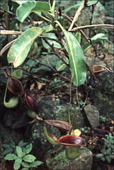 Nepenthes lowii