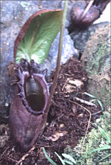 Nepenthes rajah