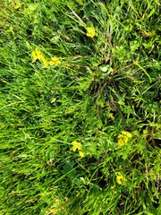 Lomatium bradshawii