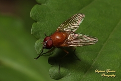 Dichaetomyia