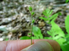 Carex rosea