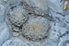 Mammillaria plumosa