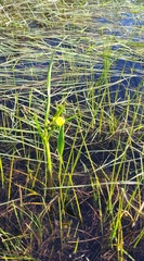 Ranunculus alismifolius alismifolius