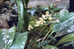 Chelonistele amplissima