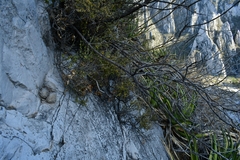 Mammillaria plumosa