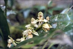 Chelonistele amplissima