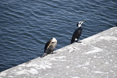 Phalacrocorax carbo