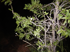 Dolichandrone heterophylla