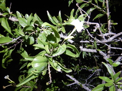 Dolichandrone heterophylla