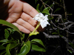 Dolichandrone heterophylla