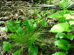 Carex rosea