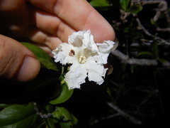 Dolichandrone heterophylla