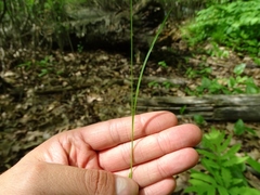 Carex rosea