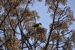 Psittacula krameri