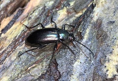 Tarpela micans