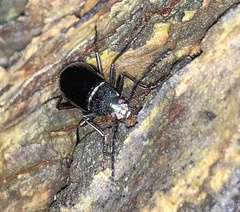 Tarpela micans