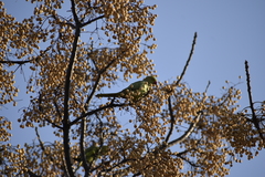Psittacula krameri