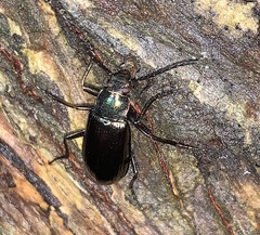 Tarpela micans