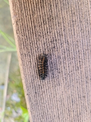 Hemileuca eglanterina