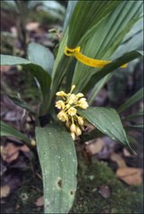 Calanthe lyroglossa