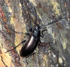 Tarpela micans