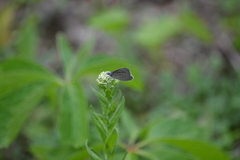 Glaucopsyche lygdamus