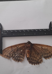 Lepidoptera