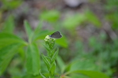 Glaucopsyche lygdamus