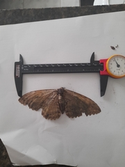 Lepidoptera