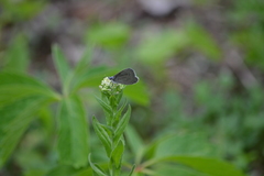 Glaucopsyche lygdamus