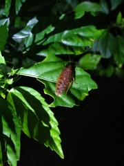 Rhabdoblatta rustica