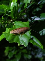 Rhabdoblatta rustica