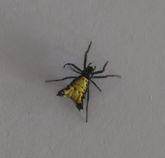 Micrathena digitata
