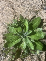 Micranthes micranthidifolia