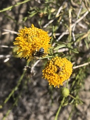 Eastwoodia elegans