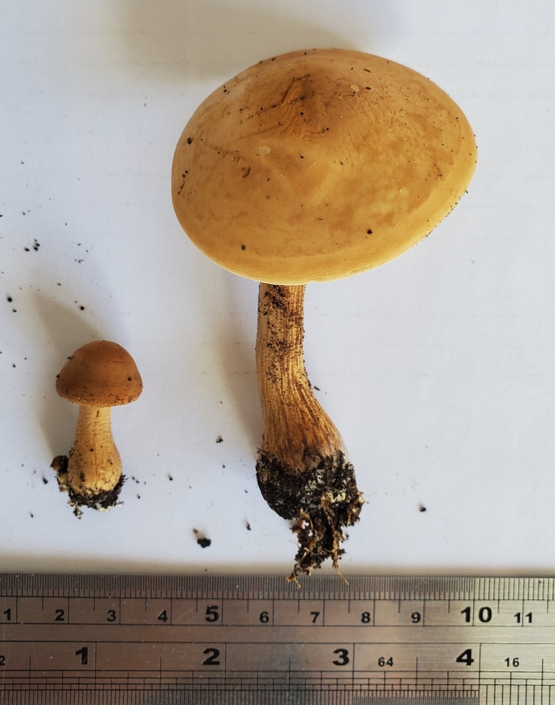 Mulch Fieldcap from New Brighton, Christchurch, New Zealand on April 03