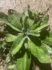 Micranthes micranthidifolia