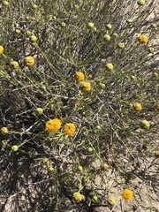 Eastwoodia elegans