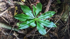 Habenaria stenopetala