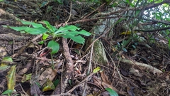 Habenaria stenopetala