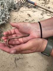 Anniella geronimensis