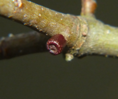 Amphibolips ellipsoidalis