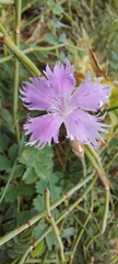 Dianthus gallicus
